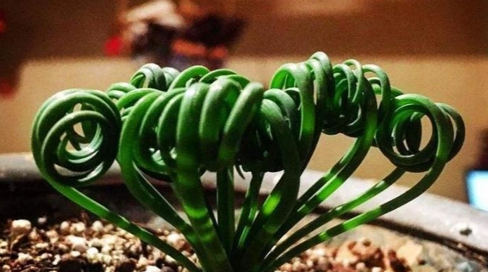 彈簧草種植方法 彈簧草種植方法