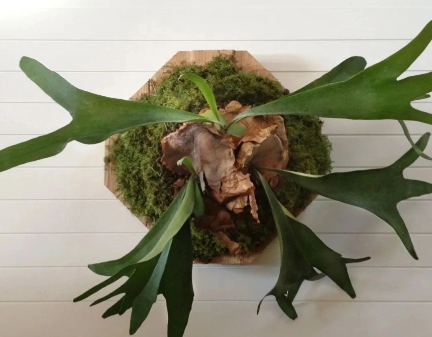 鹿角蕨護理技巧