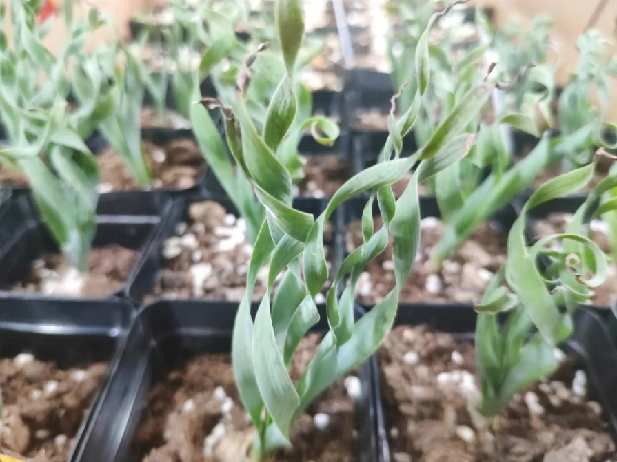 彈簧草種植方法 彈簧草種植方法