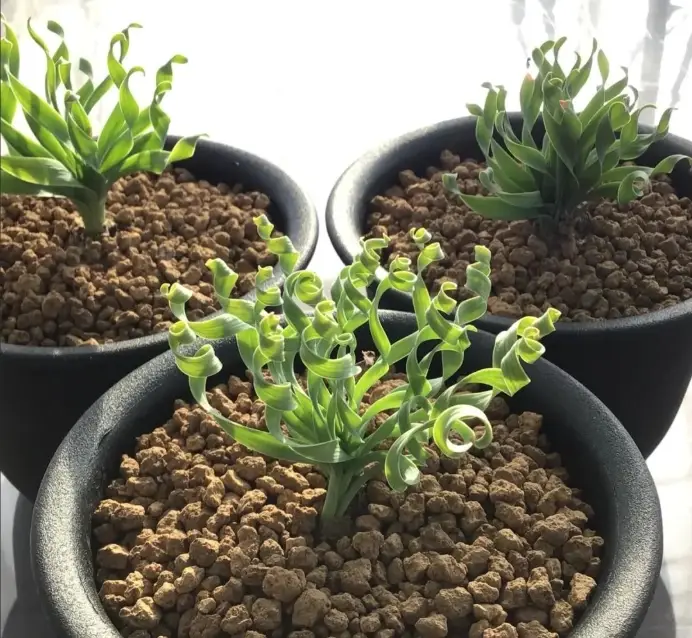 彈簧草種植方法 彈簧草種植方法