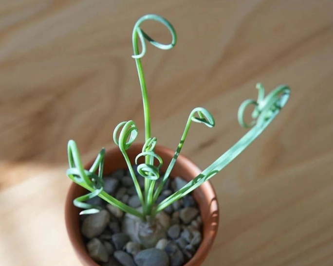 多肉植物種子購買 多肉植物種子購買