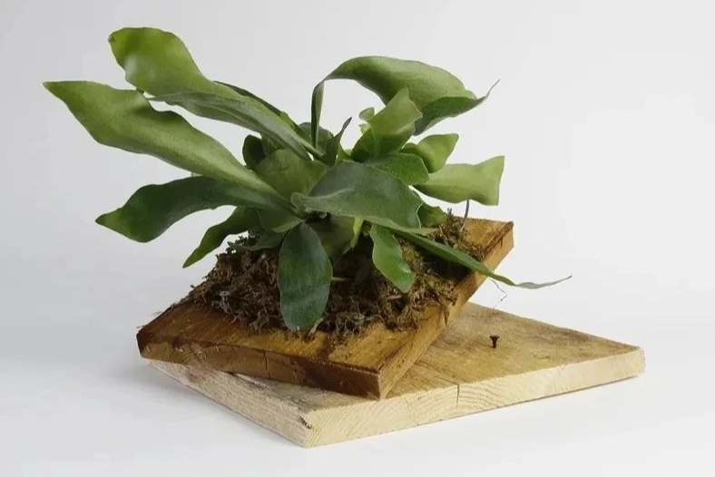 鹿角蕨種植 鹿角蕨種植