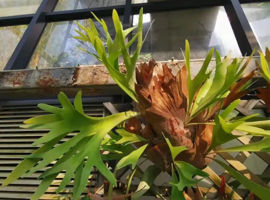 鹿角蕨芽點斷了原因