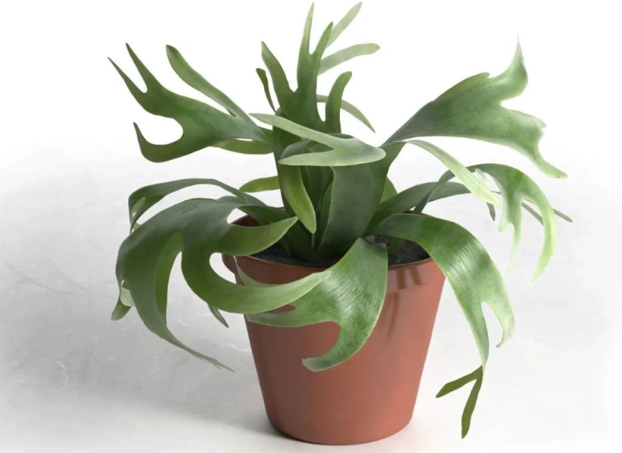 室內植物裝飾 室內植物裝飾