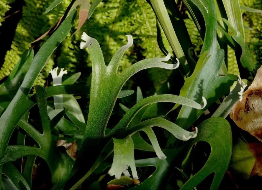 鹿角蕨芽點斷了原因