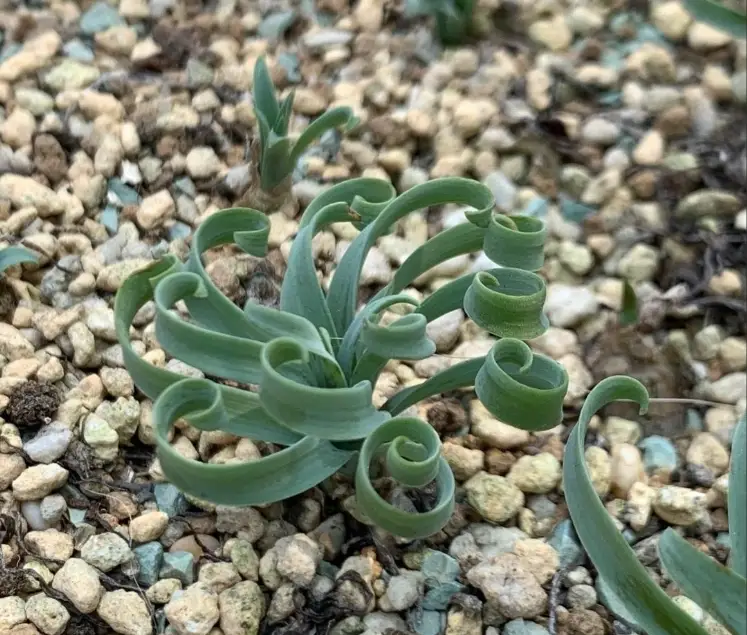 多肉植物種子購買 多肉植物種子購買