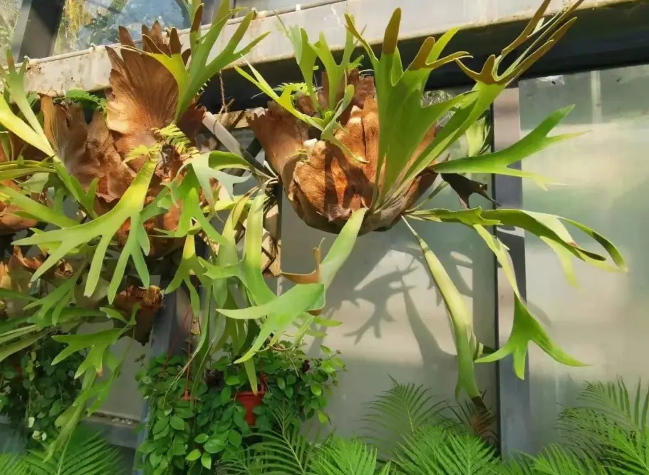 鹿角蕨芽點斷了處理