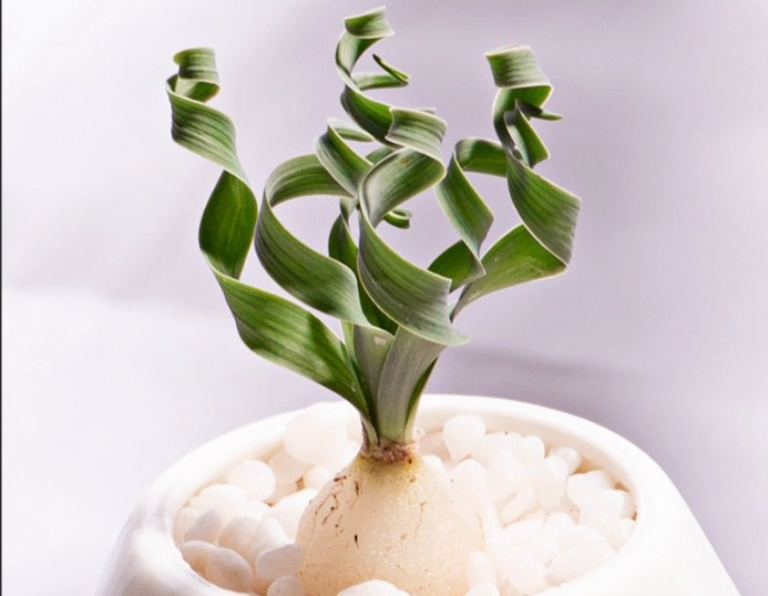 多肉植物種子購買