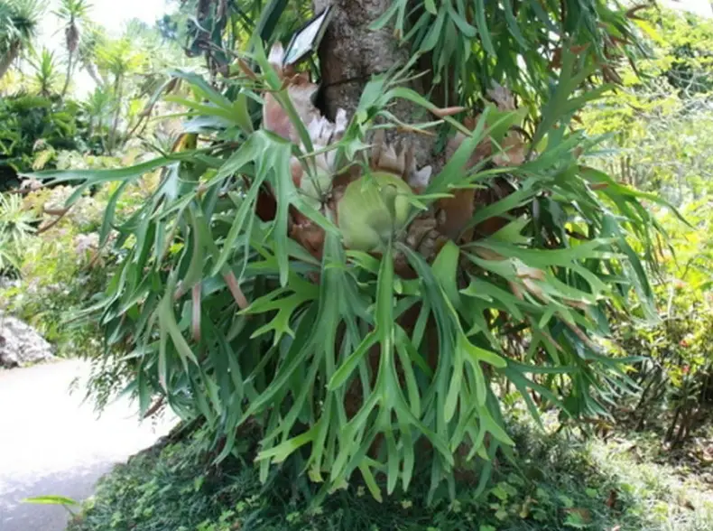 室內植物裝飾 室內植物裝飾
