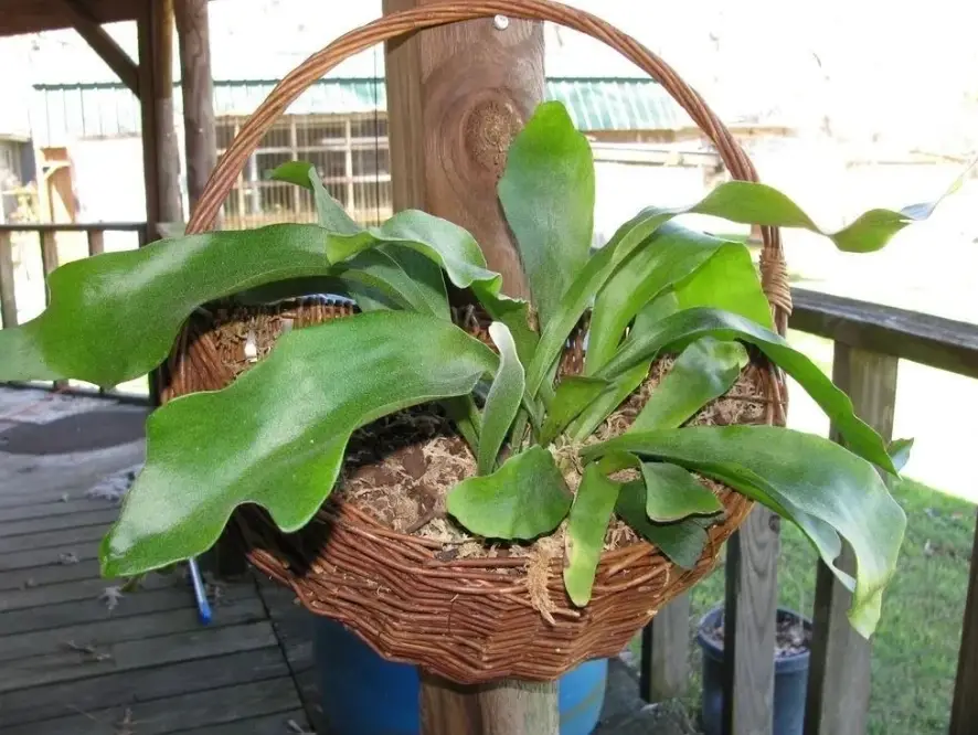 室內植物裝飾 室內植物裝飾