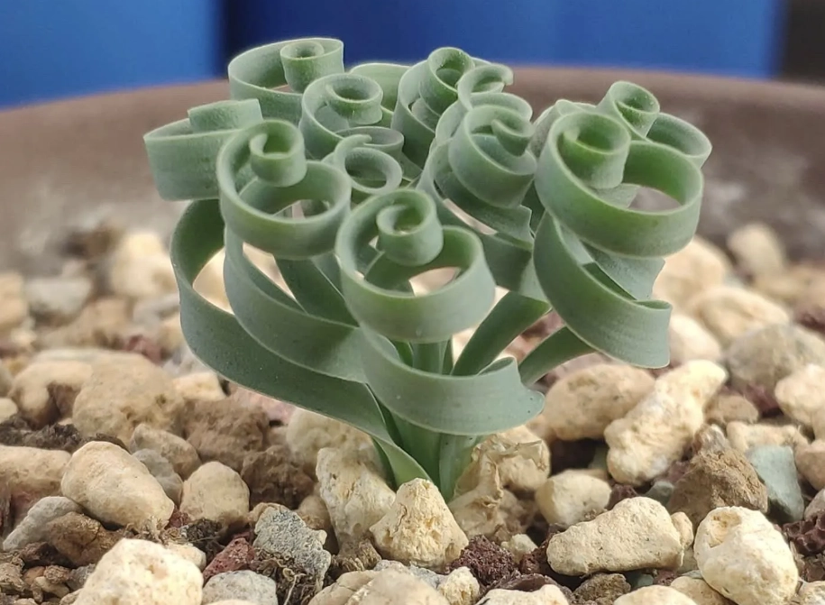 彈簧草種植方法 彈簧草種植方法