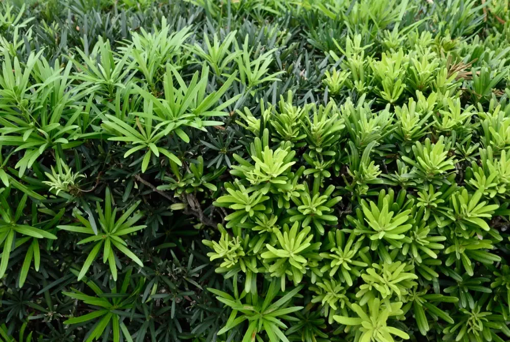手工皂推薦
