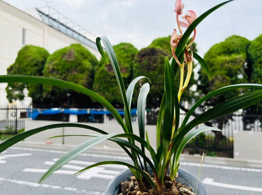 四季蘭介質配方