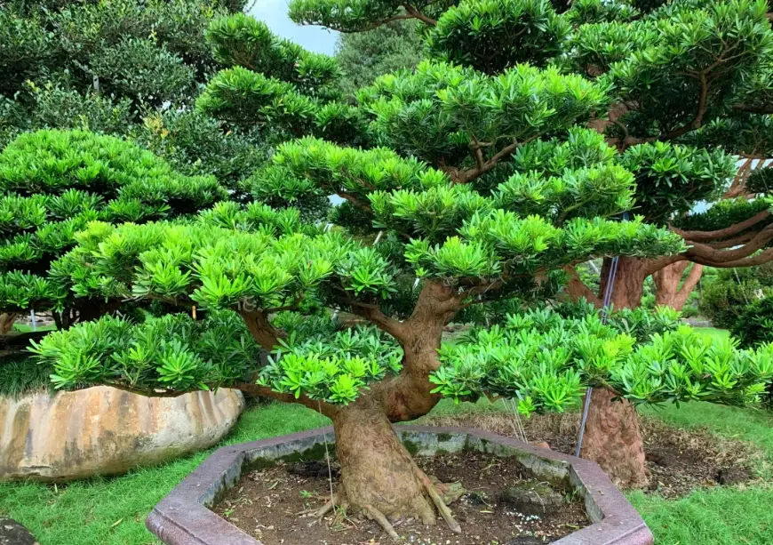 羅漢松掉葉