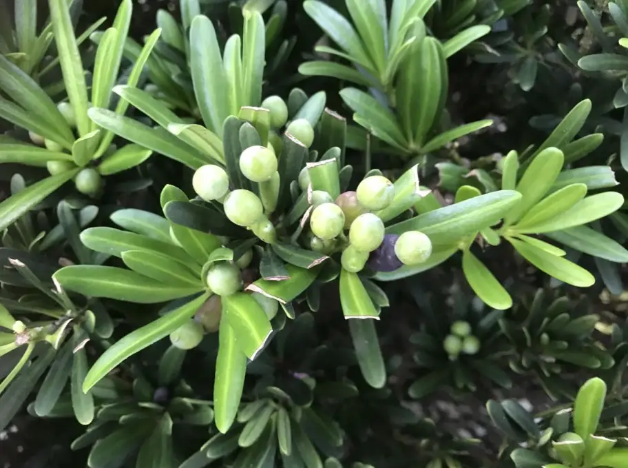 羅漢松葉子變黃