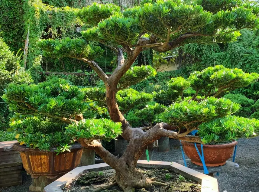 羅漢松養護