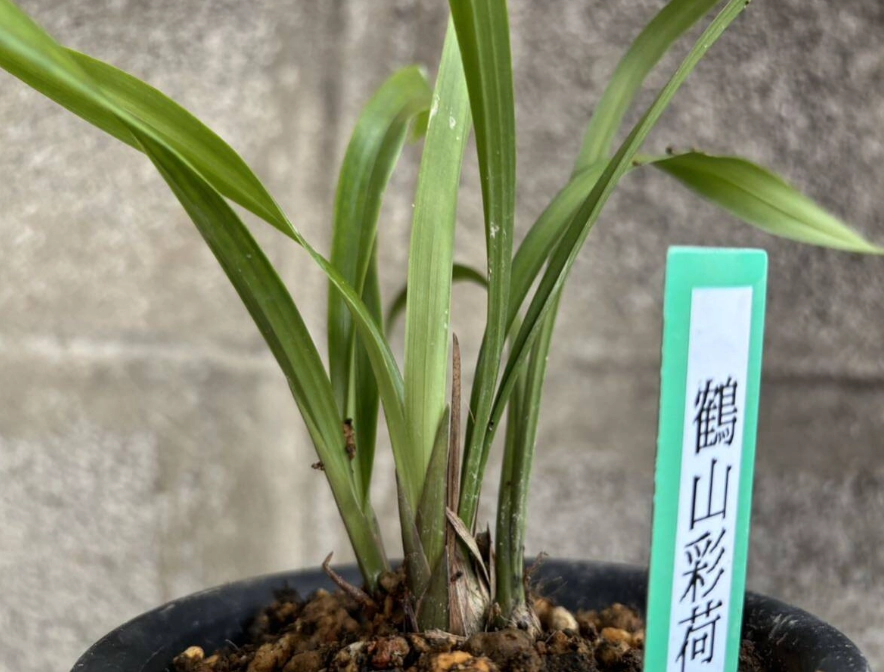 蘭花種植介質