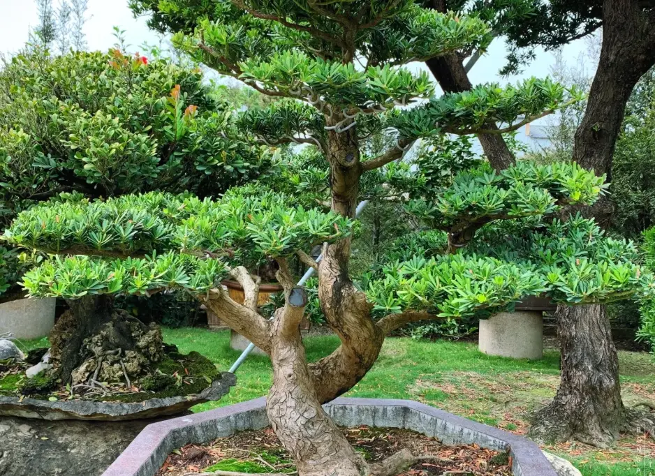 植物葉子變黃解決方法