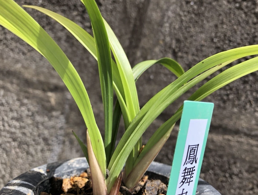 蘭花種植介質