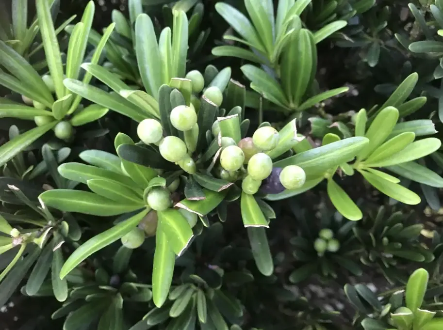 敏感肌肥皂