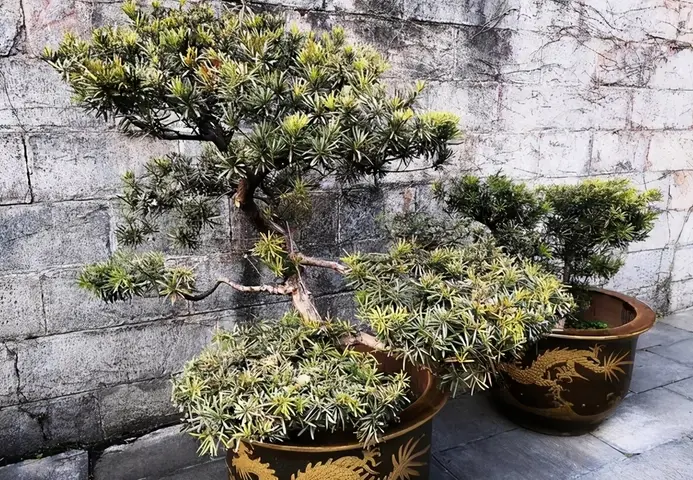 羅漢松養護