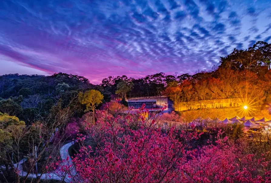 櫻花季行程規劃