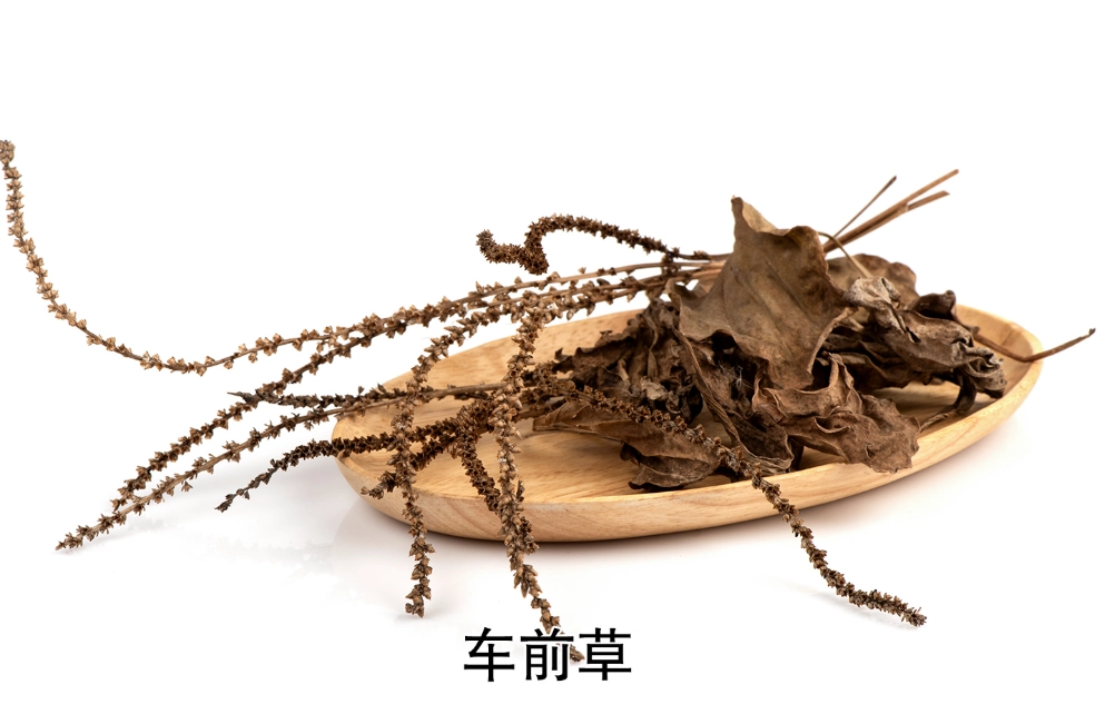 車前草 湯 做法