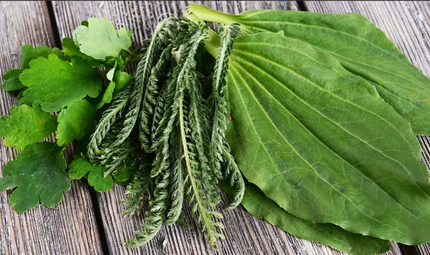 車前草湯水功效