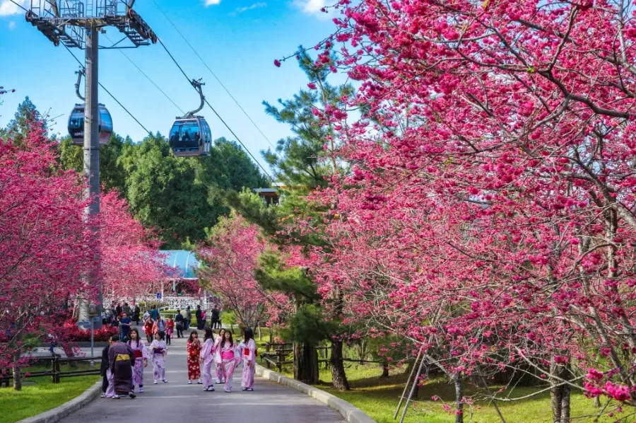 台灣賞櫻景點