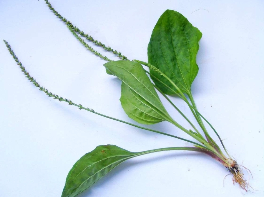 车前草薏米水煮时间