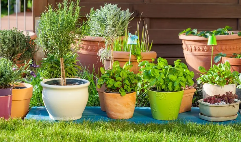 有機病蟲害防治