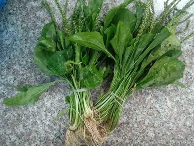 车前草功效