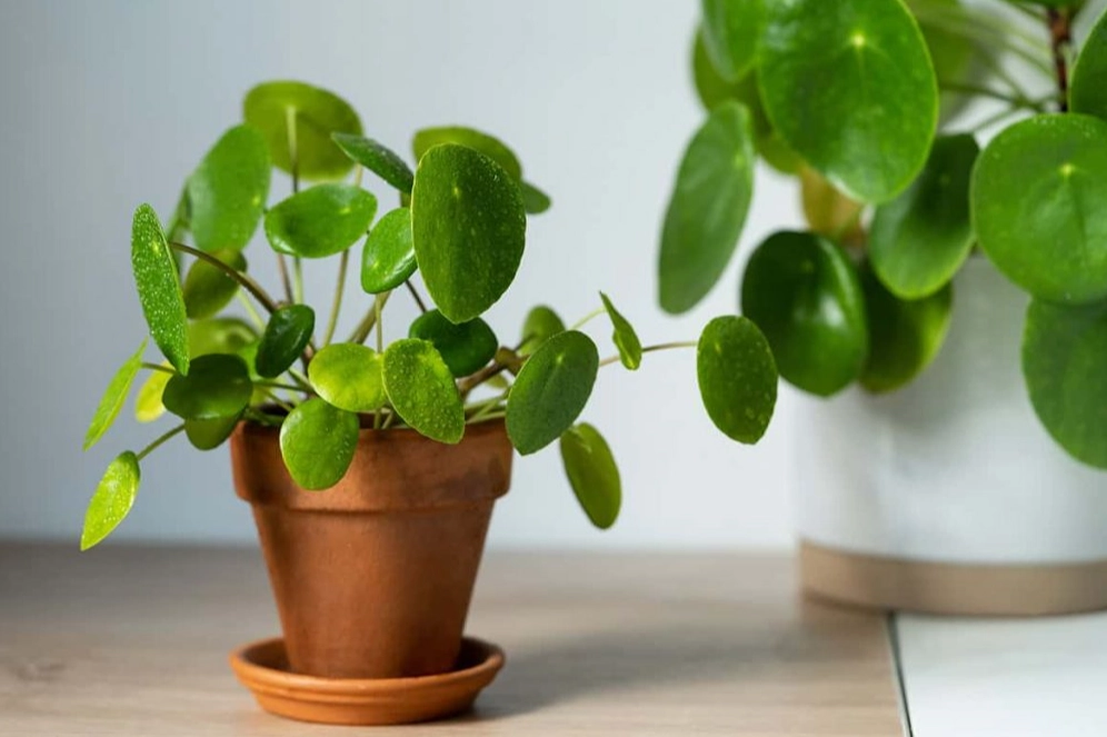 水耕種植方法 水耕種植方法