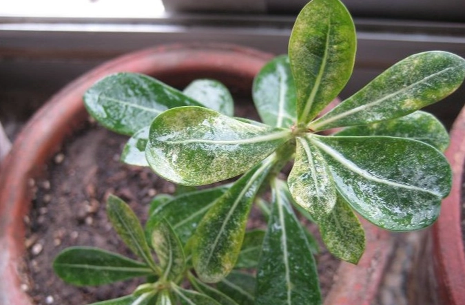 有機病蟲害防治 有機病蟲害防治