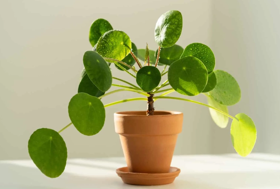 室內植物栽培 室內植物栽培