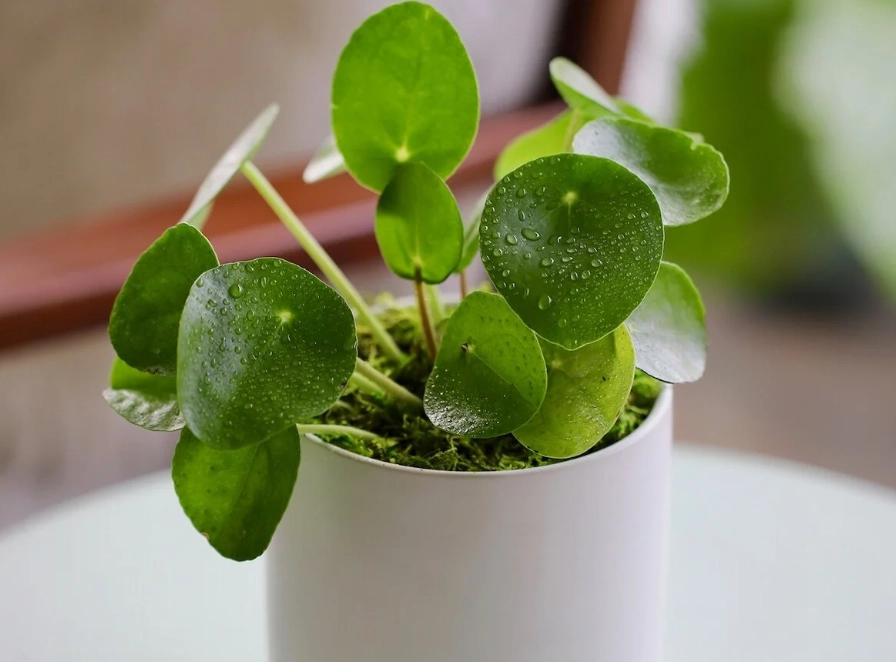 室內植物栽培 室內植物栽培