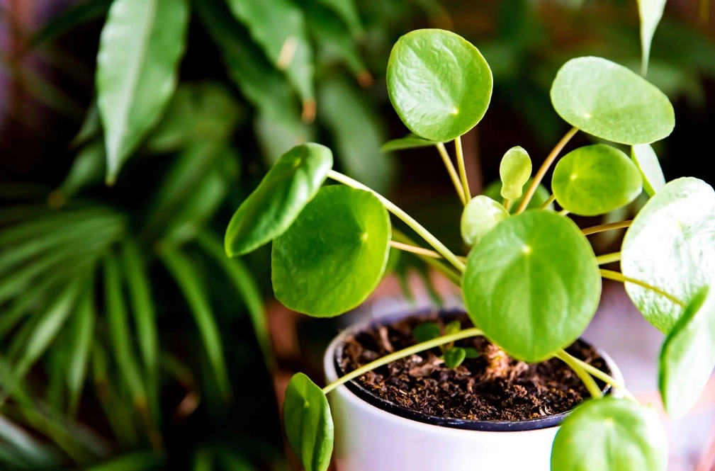 水耕種植方法 水耕種植方法