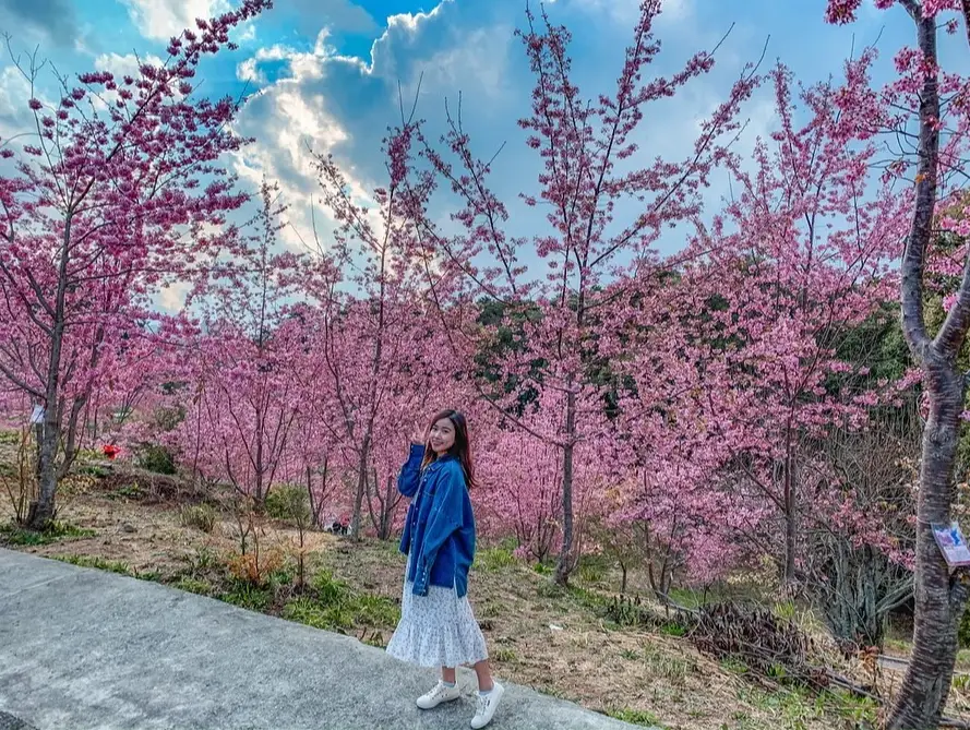 櫻花季行程規劃