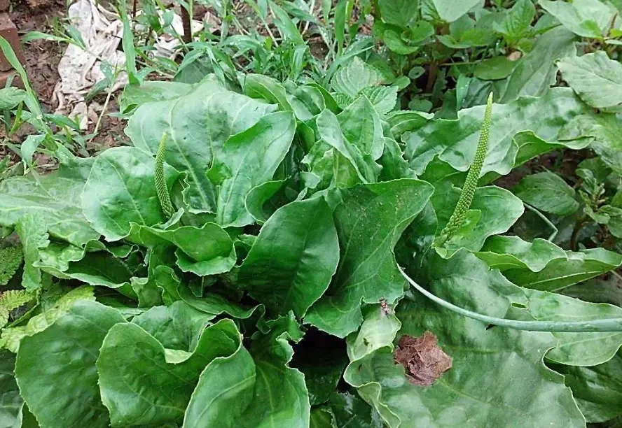 車前草湯水做法
