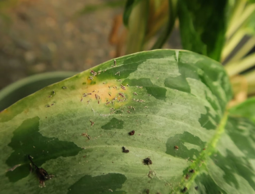 如何防治潛葉蟲 如何防治潛葉蟲