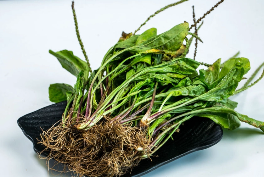 車前草 湯 做法