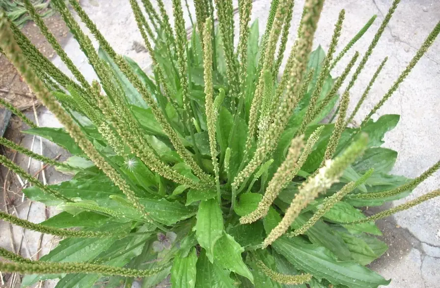 車前草湯水功效