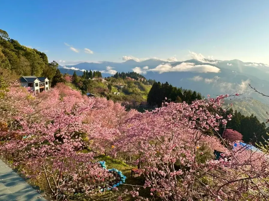 台灣賞櫻景點