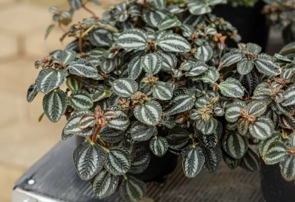 水耕種植方法 水耕種植方法