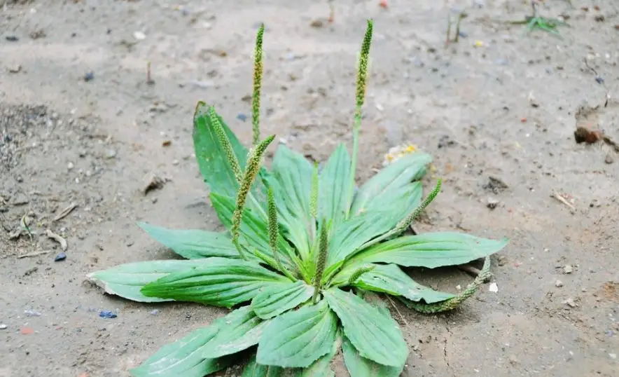 車前草功效