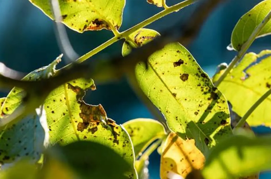 家庭園藝病蟲害 家庭園藝病蟲害