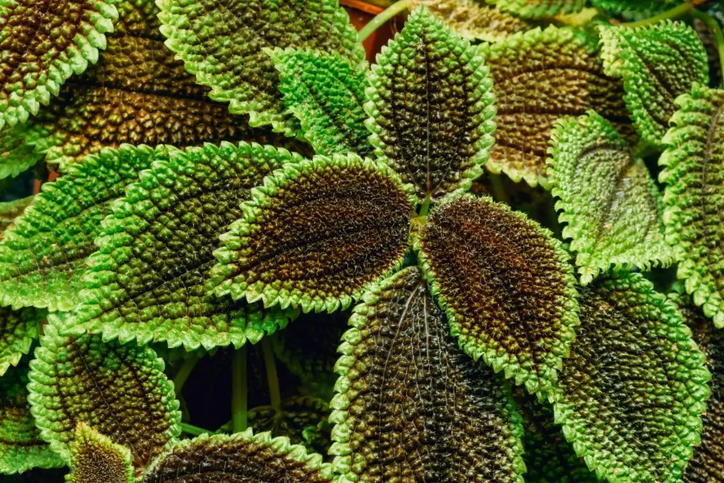 室內植物栽培 室內植物栽培