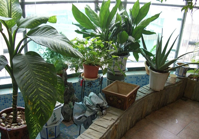 家庭園藝病蟲害 家庭園藝病蟲害