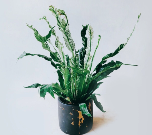 盆栽照顧技巧 盆栽照顧技巧