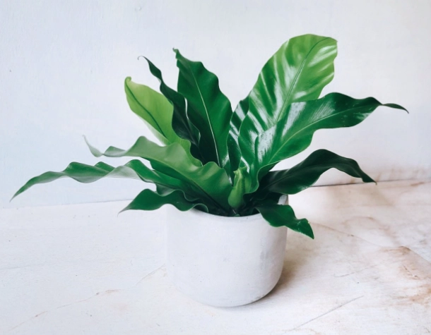 室內植物養護 室內植物養護